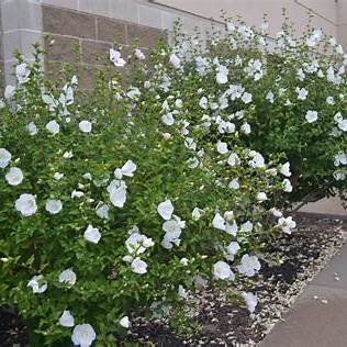Diana Althea Hibiscus β (Rosa of Sharon) Pure White | Hardy Flowering Shrub