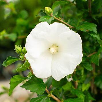 Diana Althea Hibiscus – (Rosa of Sharon) Pure White | Hardy Flowering Shrub