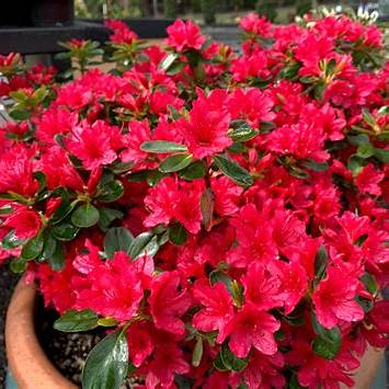 Hino Crimson Red Azalea
