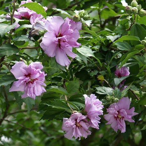 Ardens Rose of Sharon – Double Lavender-Pink Althea Shrub | Hardy Hibiscus for Summer Blooms