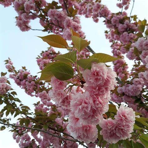 Kwanzan Cherry Tree – Double Pink Blossoms, Ornamental Flowering Tree