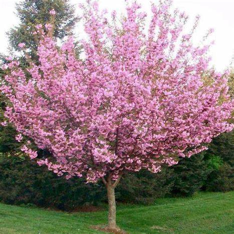 Kwanzan Cherry Tree – Double Pink Blossoms, Ornamental Flowering Tree