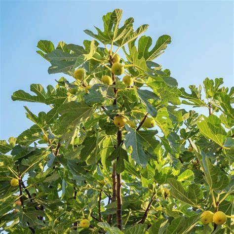 Chicago Hardy Fig Tree – Cold Hardy Fruit Plant for Northern Climates