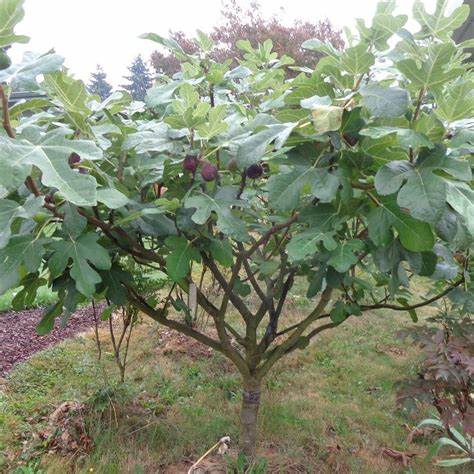 Chicago Hardy Fig Tree – Cold Hardy Fruit Plant for Northern Climates
