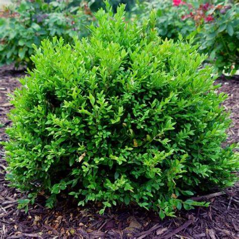 Green Velvet Boxwood – Compact Evergreen Shrub for Hedges & Borders