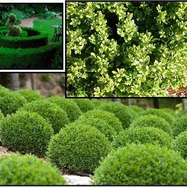 Green Velvet Boxwood – Compact Evergreen Shrub for Hedges & Borders