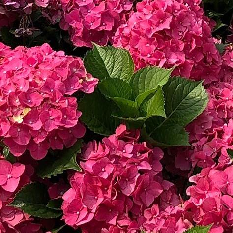 Masja Hydrangea – Compact Bigleaf Hydrangea with Vibrant Pink Blooms