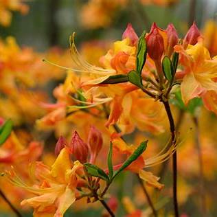 Tallullah Sunrise Rhododendron Native Azalea