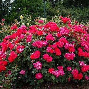 Red Double Knock Out Rose