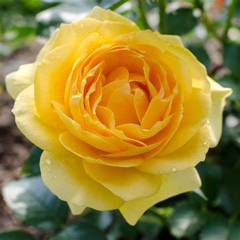 Julia Child Rose – Fragrant Yellow Rose | Live Plant