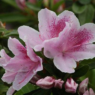 George Tabor Azalea