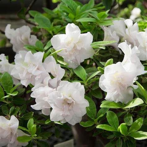 Hardy Gardenia Azalea – Evergreen Shrub with Fragrant White Blooms
