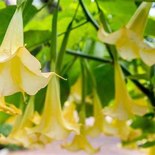 Yellow Angel's Trumpet Plant
