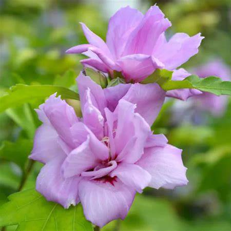Ardens Rose of Sharon β Double Lavender-Pink Althea Shrub | Hardy Hibiscus for Summer Blooms