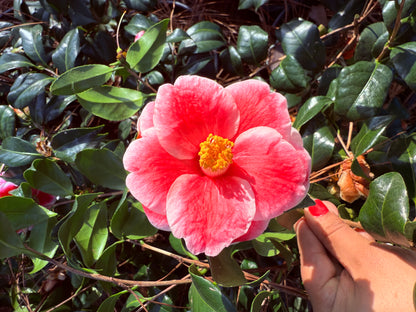 Sadaharu Oh Camellia Japonica – Evergreen Shrub with Large Pink Blooms