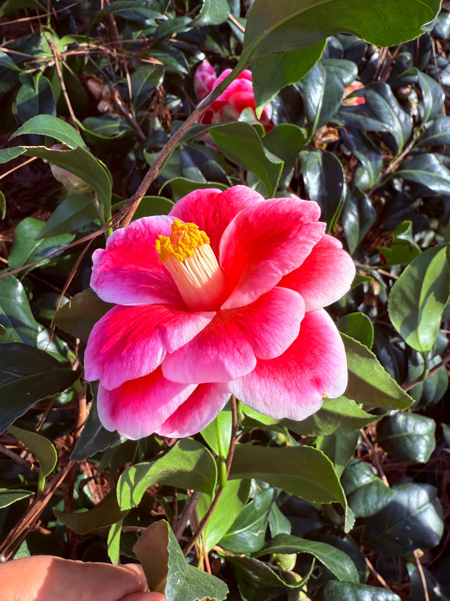 Sadaharu Oh Camellia Japonica – Evergreen Shrub with Large Pink Blooms