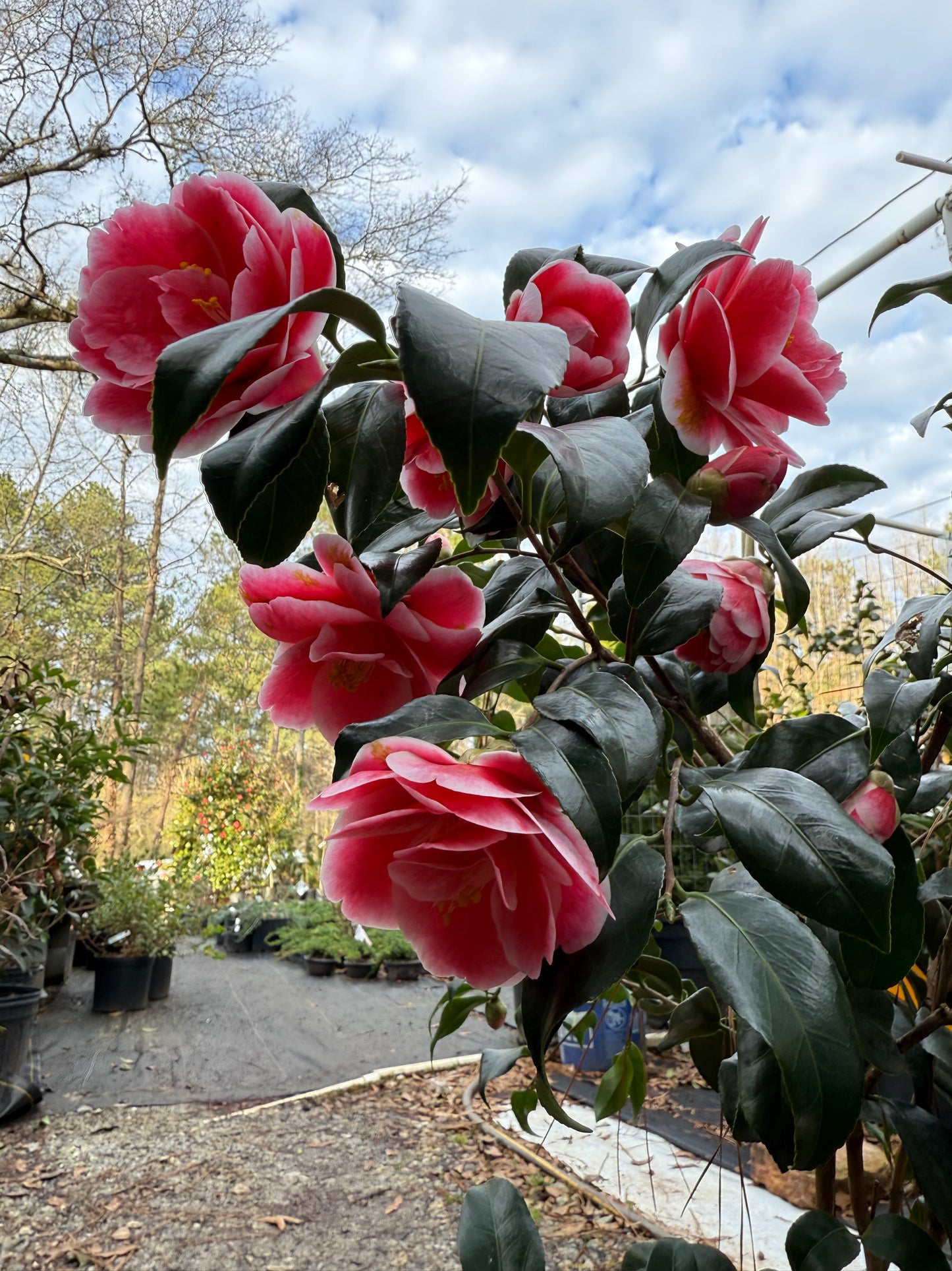 Sadaharu Oh Camellia Japonica – Evergreen Shrub with Large Pink Blooms