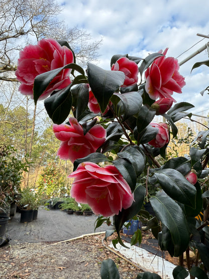 Sadaharu Oh Camellia Japonica – Evergreen Shrub with Large Pink Blooms