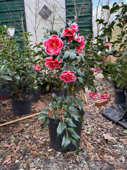Sadaharu Oh Camellia Japonica – Evergreen Shrub with Large Pink Blooms