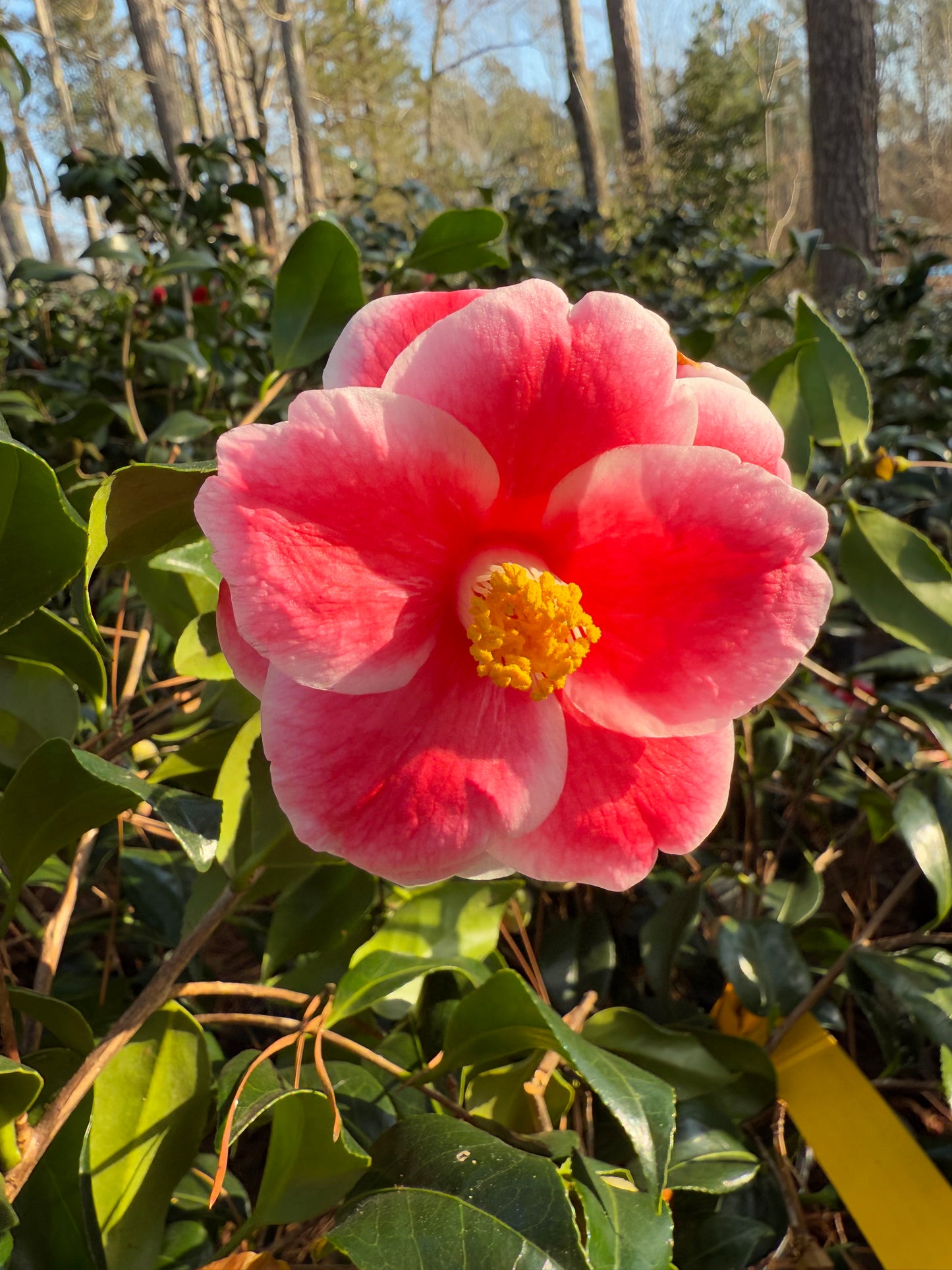 Sadaharu Oh Camellia Japonica – Evergreen Shrub with Large Pink Blooms