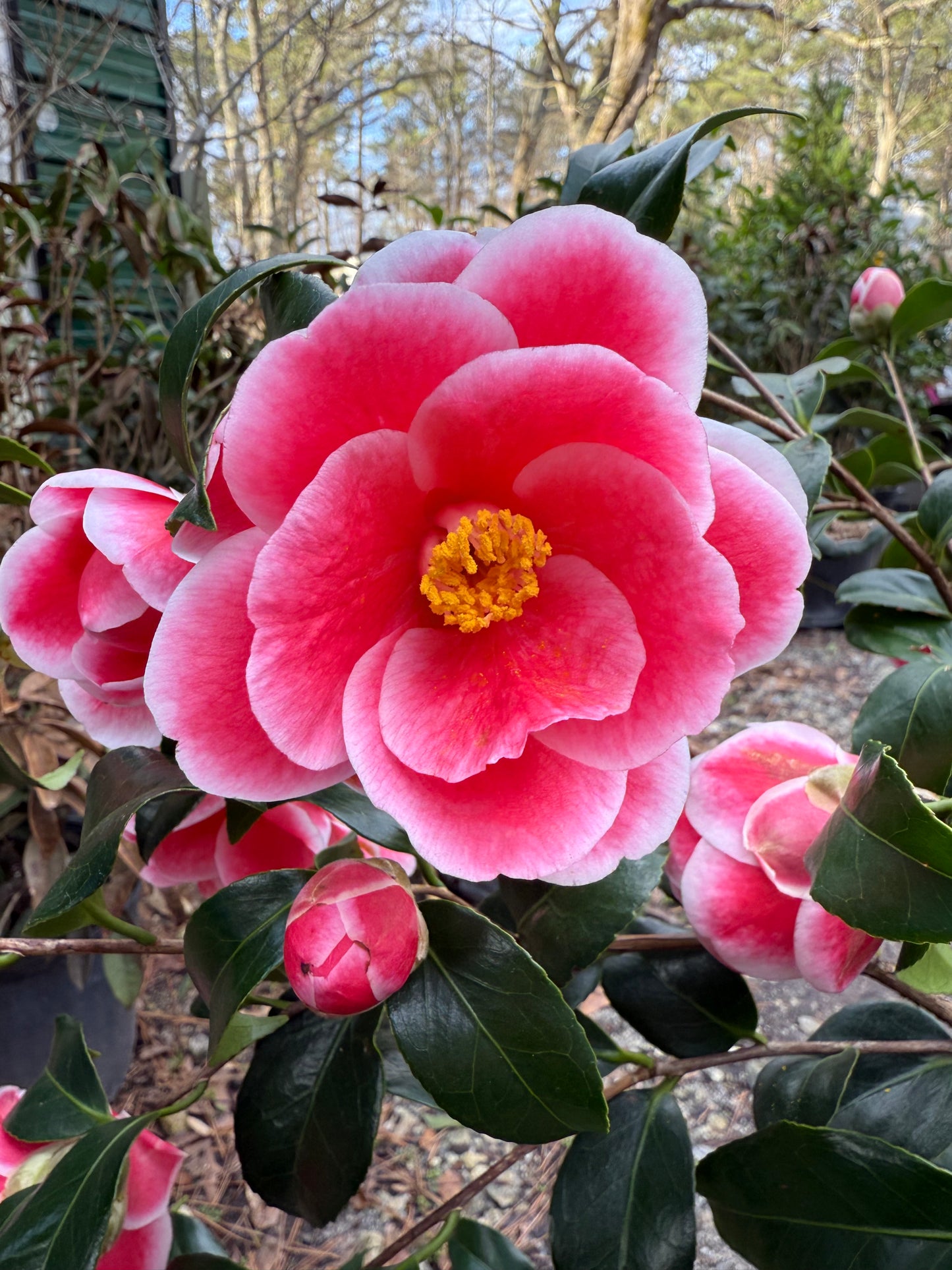 Sadaharu Oh Camellia Japonica – Evergreen Shrub with Large Pink Blooms
