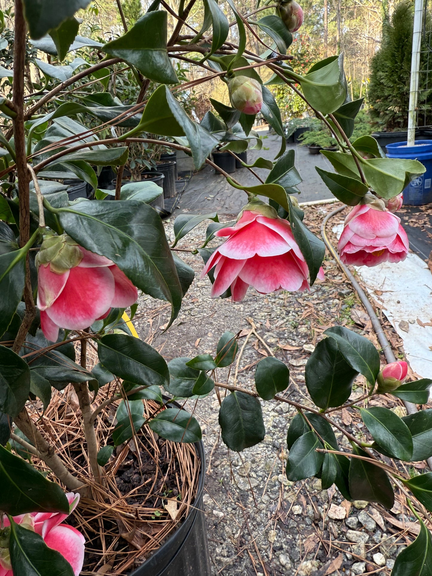 Sadaharu Oh Camellia Japonica – Evergreen Shrub with Large Pink Blooms