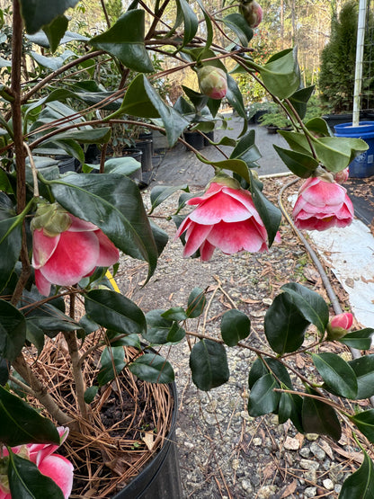 Sadaharu Oh Camellia Japonica – Evergreen Shrub with Large Pink Blooms