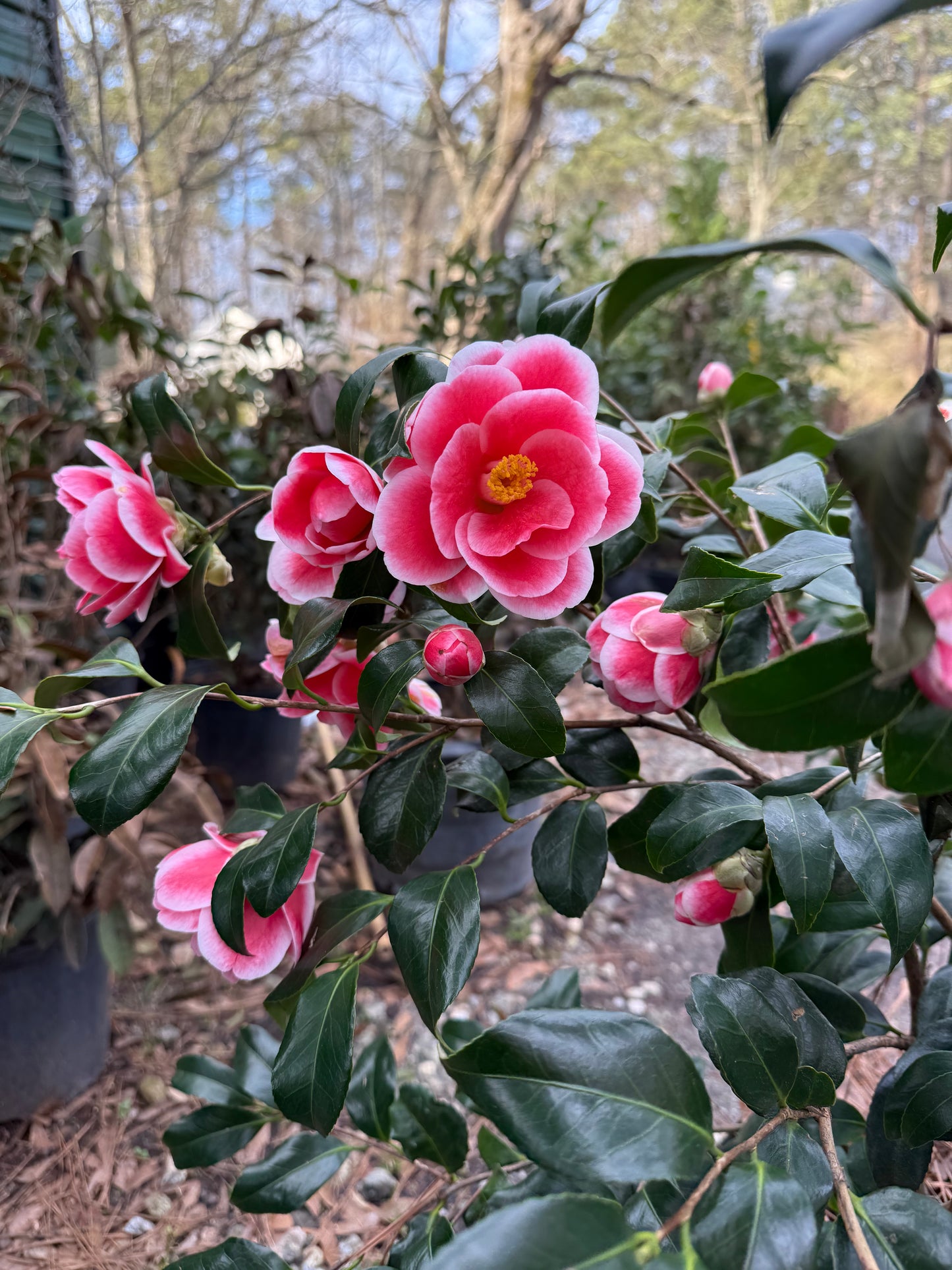 Sadaharu Oh Camellia Japonica – Evergreen Shrub with Large Pink Blooms