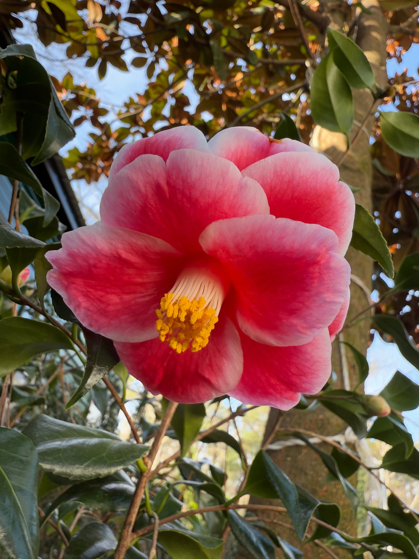 Sadaharu Oh Camellia Japonica – Evergreen Shrub with Large Pink Blooms