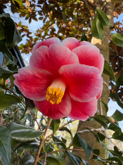Sadaharu Oh Camellia Japonica – Evergreen Shrub with Large Pink Blooms
