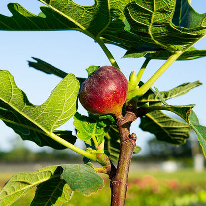 Chicago Hardy Fig Tree – Cold Hardy Fruit Plant for Northern Climates