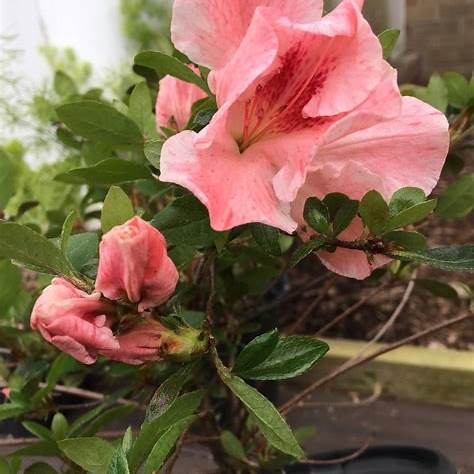 Hilda Niblett Azalea – Evergreen Shrub with Peach & White Blooms