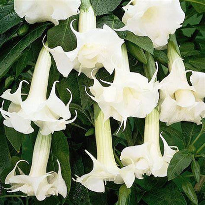 White Angel’s Trumpet