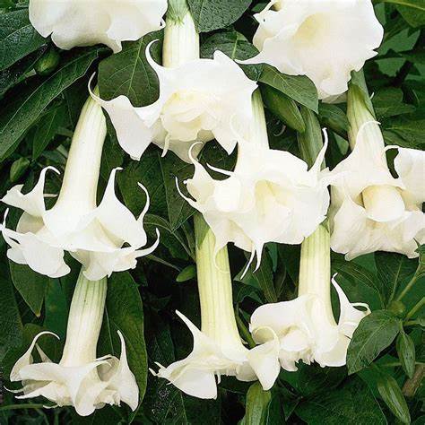 White Angel’s Trumpet