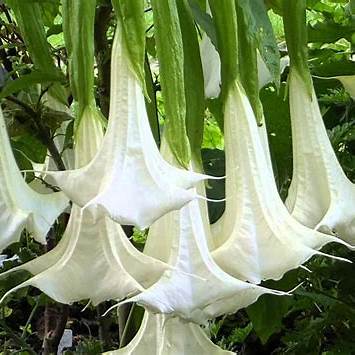 White Angel’s Trumpet