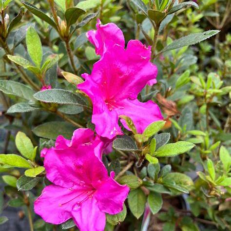 Autumn Royalty  Encore Azalea – Reblooming Evergreen Shrub with Purple Blooms