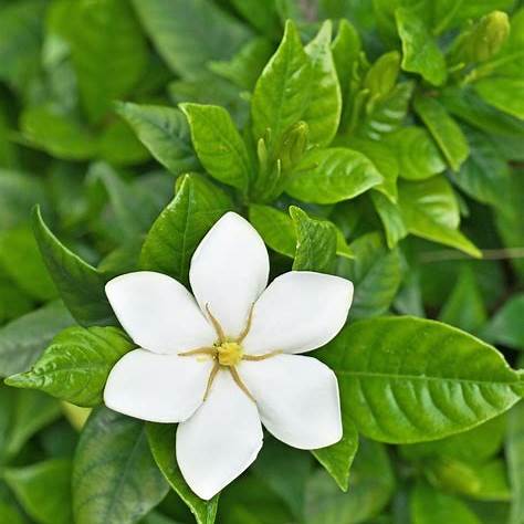 Snow Girl™ Gardenia – Dwarf Evergreen Shrub with Fragrant White Blooms
