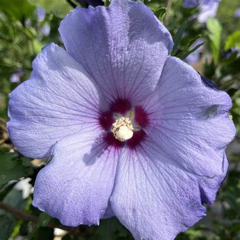 Azurri Blue Satin® Rose of Sharon – Hardy Blue Hibiscus Shrub