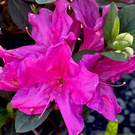 Autumn Royalty  Encore Azalea – Reblooming Evergreen Shrub with Purple Blooms