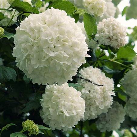 Chinese Snowball Viburnum – Large White Blooming Shrub – Viburnum macrocephalum – Live Plant for Landscape & Hedges