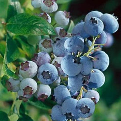 Powderblue Blueberry Bush