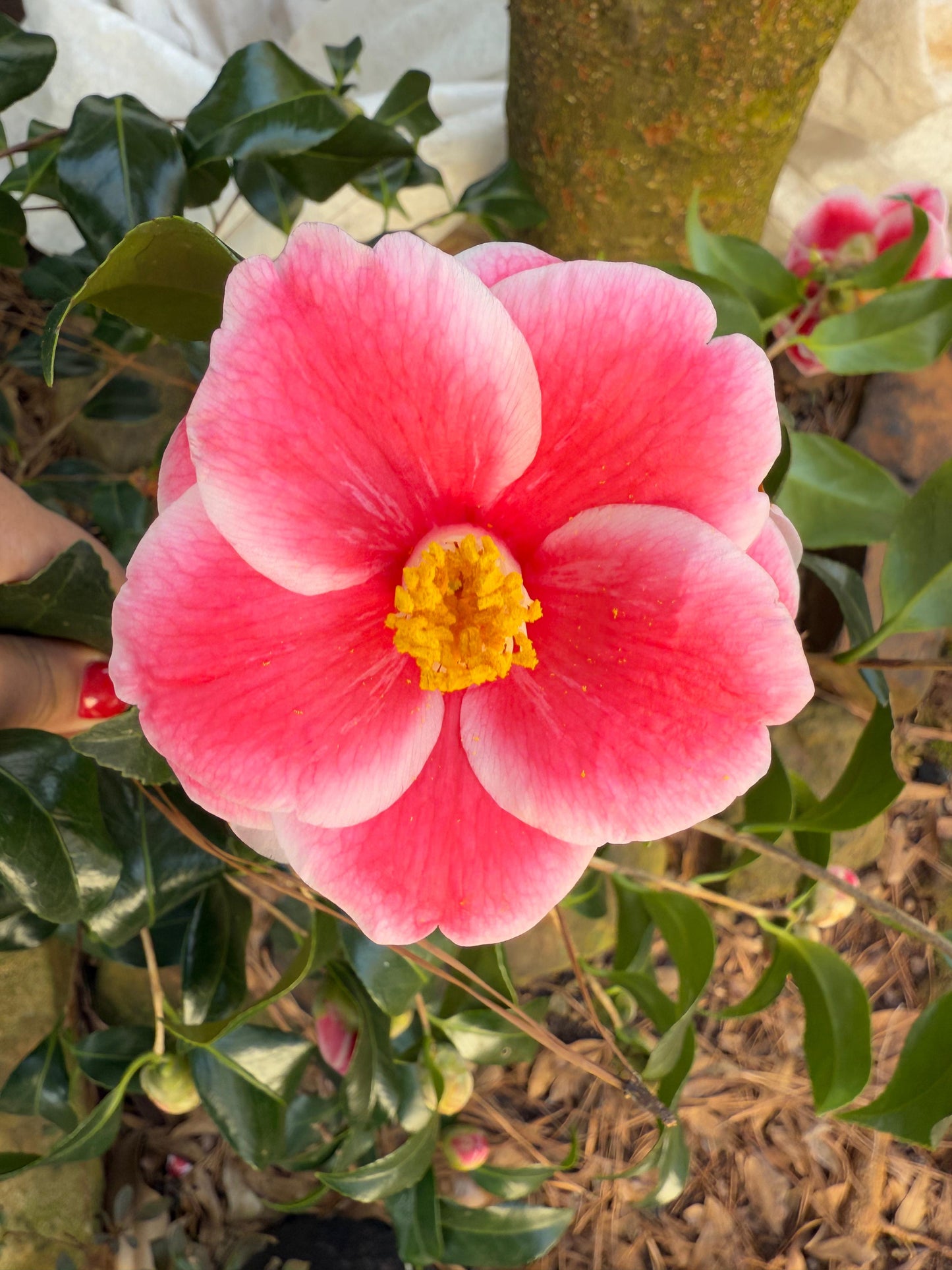 Sadaharu Oh Camellia Japonica – Evergreen Shrub with Large Pink Blooms