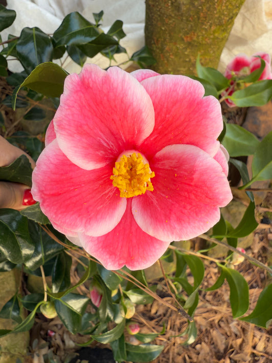 Sadaharu Oh Camellia Japonica – Evergreen Shrub with Large Pink Blooms