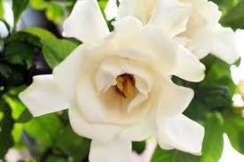 Chuck Hayes Gardenia Plant – Double White Blooms, Hardy & Evergreen