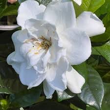 Chuck Hayes Gardenia Plant – Double White Blooms, Hardy & Evergreen