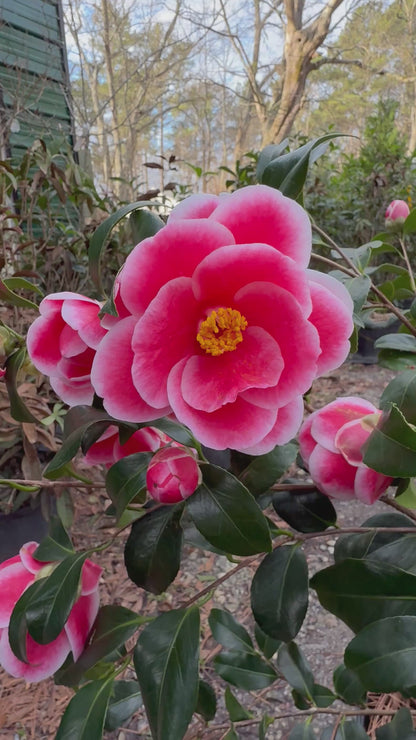 Sadaharu Oh Camellia Japonica – Evergreen Shrub with Large Pink Blooms