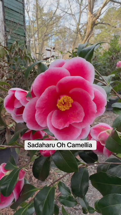 Sadaharu Oh Camellia Japonica – Evergreen Shrub with Large Pink Blooms