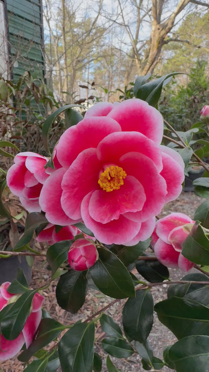 Sadaharu Oh Camellia Japonica – Evergreen Shrub with Large Pink Blooms