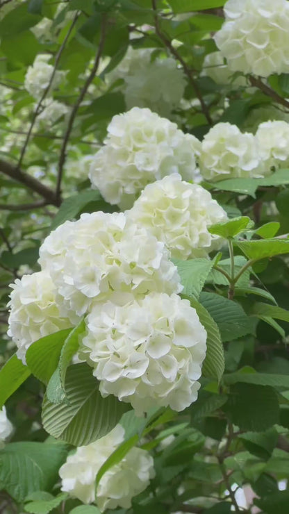 Popcorn Viburnum Shrub – Fragrant Spring Blooms & Vibrant Fall Foliage