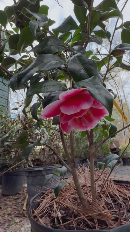 Sadaharu Oh Camellia Japonica – Evergreen Shrub with Large Pink Blooms